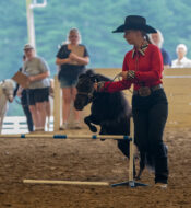Horse Show at Falls Creek Farm