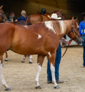 CT Horse Show Event