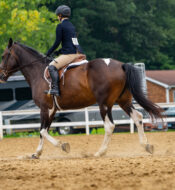 Rider on Horse